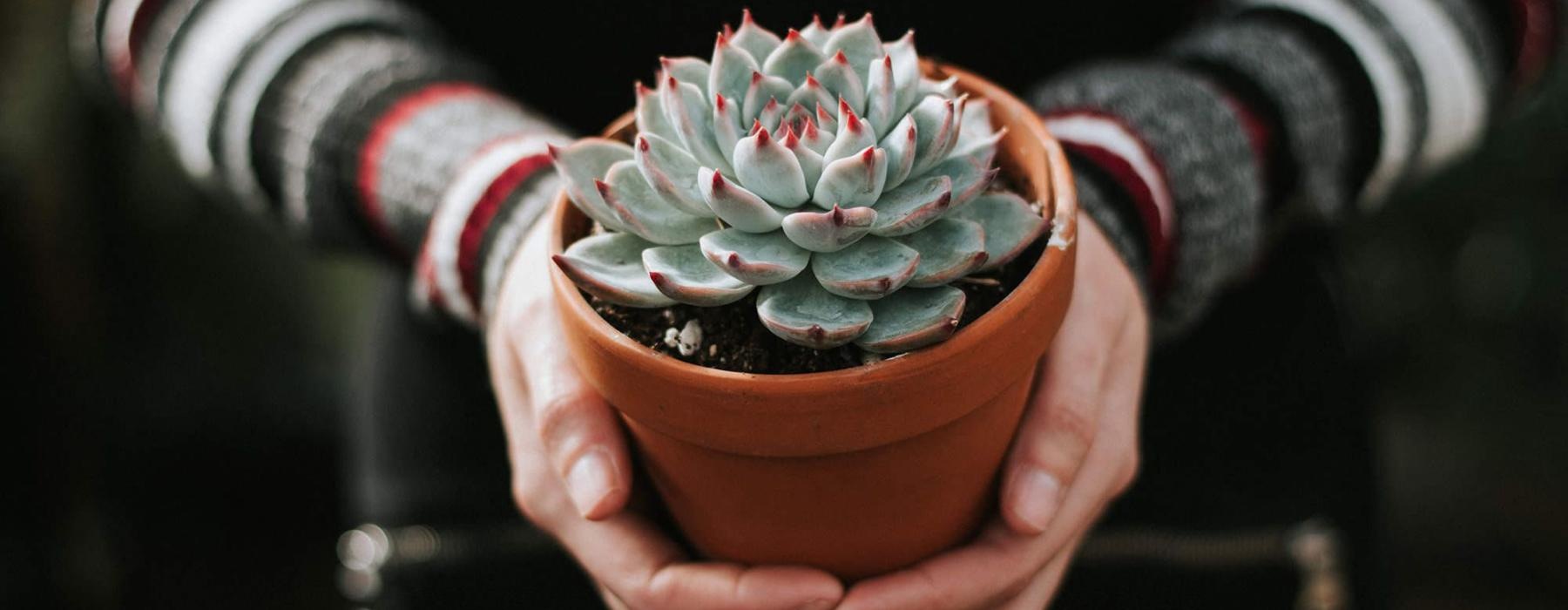 woman holding a potted succulent